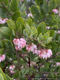 Shrubs ~ Arctostaphylos 'Strawberry Pearls' M25C, Manzanita ~ Dancing Oaks Nursery and Gardens ~ Retail Nursery ~ Mail Order Nursery