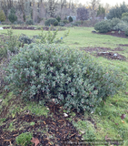 Shrubs ~ Arctostaphylos 'Strawberry Pearls' M25C, Manzanita ~ Dancing Oaks Nursery and Gardens ~ Retail Nursery ~ Mail Order Nursery