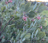 Shrubs ~ Arctostaphylos 'Strawberry Pearls' M25C, Manzanita ~ Dancing Oaks Nursery and Gardens ~ Retail Nursery ~ Mail Order Nursery