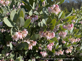 Shrubs ~ Arctostaphylos 'Strawberry Pearls' M25C, Manzanita ~ Dancing Oaks Nursery and Gardens ~ Retail Nursery ~ Mail Order Nursery