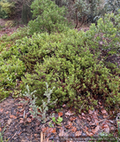 Shrubs ~ Arctostaphylos hookeri 'Wayside', Hooker's Manzanita ~ Dancing Oaks Nursery and Gardens ~ Retail Nursery ~ Mail Order Nursery