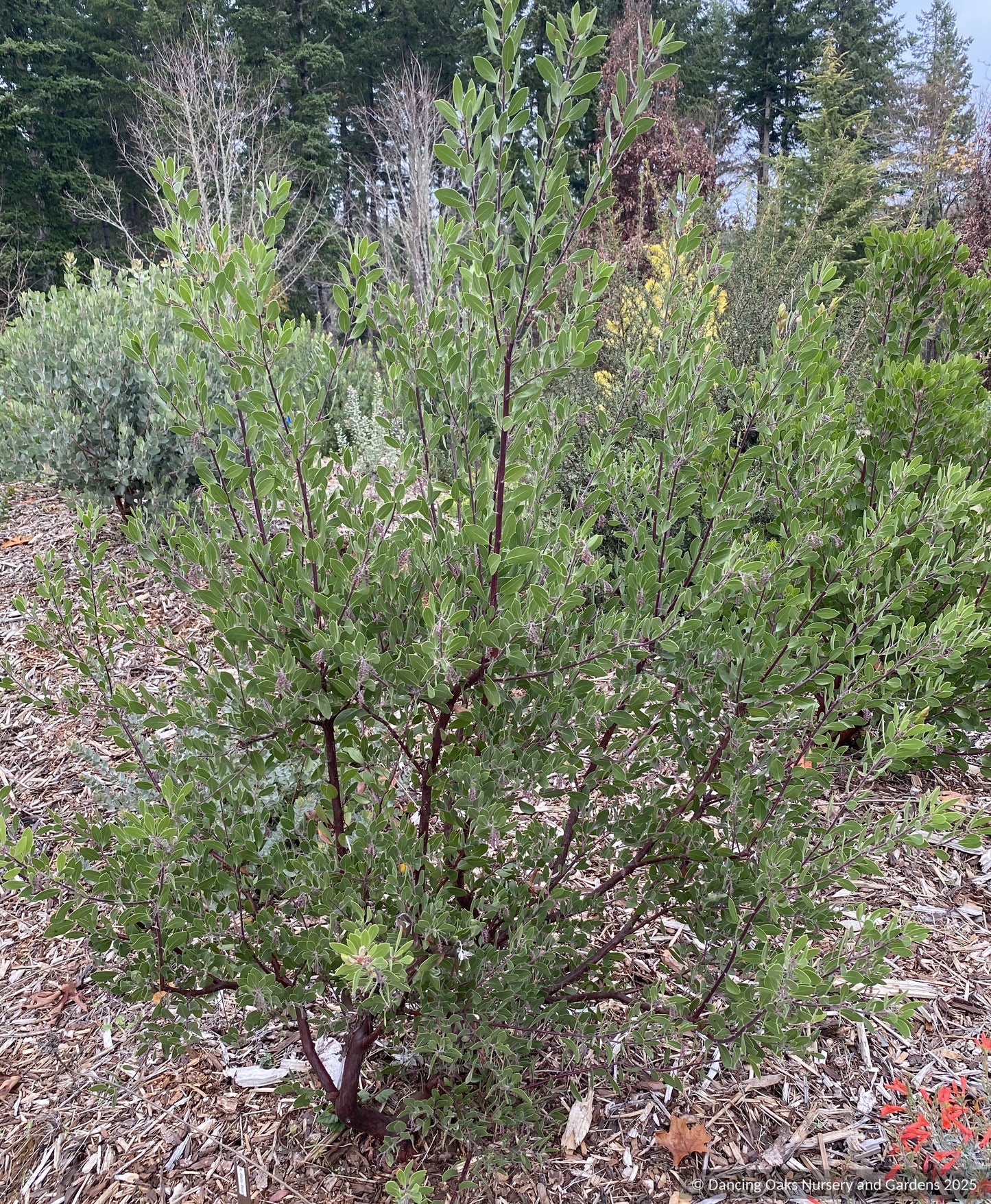 Shrubs ~ Arctostaphylos 'Baby Bear', manzanita ~ Dancing Oaks Nursery and Gardens ~ Retail Nursery ~ Mail Order Nursery