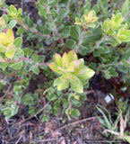 Shrubs ~ Arctostaphylos x 'Cinnamon Candlesticks' CA20-6, manzanita ~ Dancing Oaks Nursery and Gardens ~ Retail Nursery ~ Mail Order Nursery