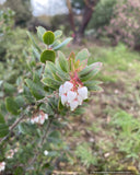 Shrubs ~ Arctostaphylos x 'Cinnamon Candlesticks' CA20-6, manzanita ~ Dancing Oaks Nursery and Gardens ~ Retail Nursery ~ Mail Order Nursery