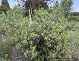 Shrubs ~ Arctostaphylos x 'Cinnamon Candlesticks' CA20-6, manzanita ~ Dancing Oaks Nursery and Gardens ~ Retail Nursery ~ Mail Order Nursery