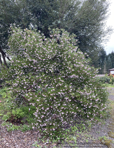 Shrubs ~ Arctostaphylos 'Klamath River' (IB 679), Klamath River Manzanita ~ Dancing Oaks Nursery and Gardens ~ Retail Nursery ~ Mail Order Nursery
