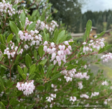 Shrubs ~ Arctostaphylos 'Klamath River' (IB 679), Klamath River Manzanita ~ Dancing Oaks Nursery and Gardens ~ Retail Nursery ~ Mail Order Nursery