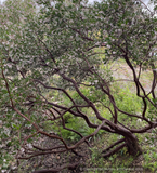 Shrubs ~ Arctostaphylos 'Klamath River' (IB 679), Klamath River Manzanita ~ Dancing Oaks Nursery and Gardens ~ Retail Nursery ~ Mail Order Nursery