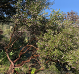 Shrubs ~ Arctostaphylos 'Klamath River' (IB 679), Klamath River Manzanita ~ Dancing Oaks Nursery and Gardens ~ Retail Nursery ~ Mail Order Nursery