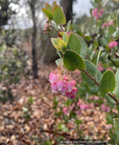 Shrubs ~ Arctostaphylos 'Lester Rowntree', Manzanita ~ Dancing Oaks Nursery and Gardens ~ Retail Nursery ~ Mail Order Nursery