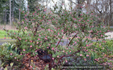 Arctostaphylos 'Lester Rowntree', Manzanita