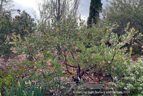 Shrubs ~ Arctostaphylos 'Lester Rowntree', Manzanita ~ Dancing Oaks Nursery and Gardens ~ Retail Nursery ~ Mail Order Nursery