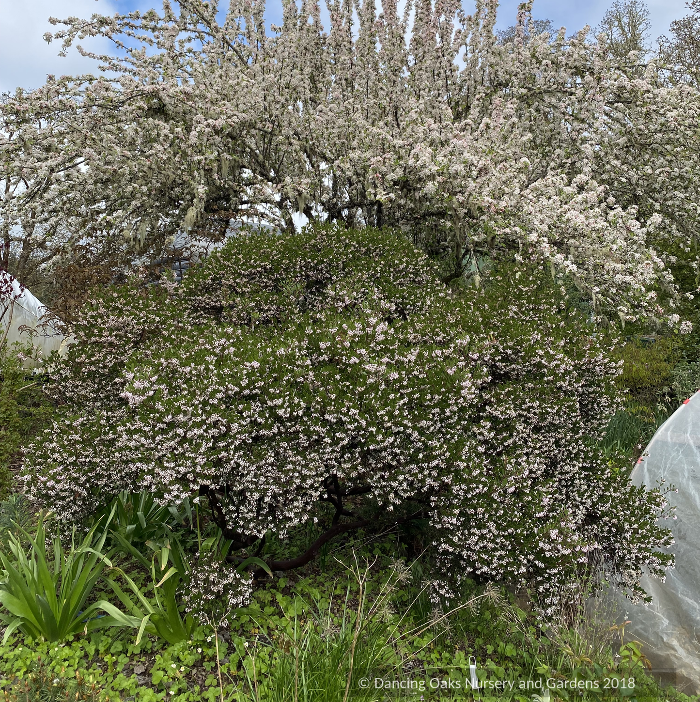 Shrubs ~ Arctostaphylos 'Lynne', Manzanita ~ Dancing Oaks Nursery and Gardens ~ Retail Nursery ~ Mail Order Nursery
