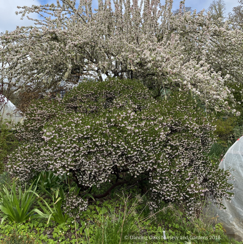 Shrubs ~ Arctostaphylos 'Lynne', Manzanita ~ Dancing Oaks Nursery and Gardens ~ Retail Nursery ~ Mail Order Nursery