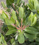Shrubs ~ Arctostaphylos M25E, Manzanita ~ Dancing Oaks Nursery and Gardens ~ Retail Nursery ~ Mail Order Nursery