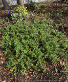 Shrubs ~ Arctostaphylos 'Port Angeles', Manzanita ~ Dancing Oaks Nursery and Gardens ~ Retail Nursery ~ Mail Order Nursery