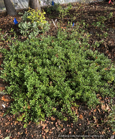 Shrubs ~ Arctostaphylos 'Port Angeles', Manzanita ~ Dancing Oaks Nursery and Gardens ~ Retail Nursery ~ Mail Order Nursery