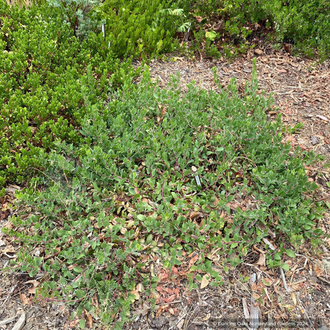 Groundcovers ~ Arctostaphylos CA20-29 'Red Octopus' ~ Dancing Oaks Nursery and Gardens ~ Retail Nursery ~ Mail Order Nursery