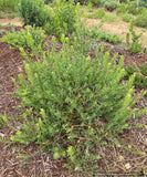 Shrubs ~ Arctostaphylos 'Sawtooth' CA20-28 ~ Dancing Oaks Nursery and Gardens ~ Retail Nursery ~ Mail Order Nursery