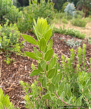 Shrubs ~ Arctostaphylos 'Sawtooth' CA20-28 ~ Dancing Oaks Nursery and Gardens ~ Retail Nursery ~ Mail Order Nursery