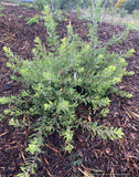 Shrubs ~ Arctostaphylos 'Sawtooth' CA20-28 ~ Dancing Oaks Nursery and Gardens ~ Retail Nursery ~ Mail Order Nursery