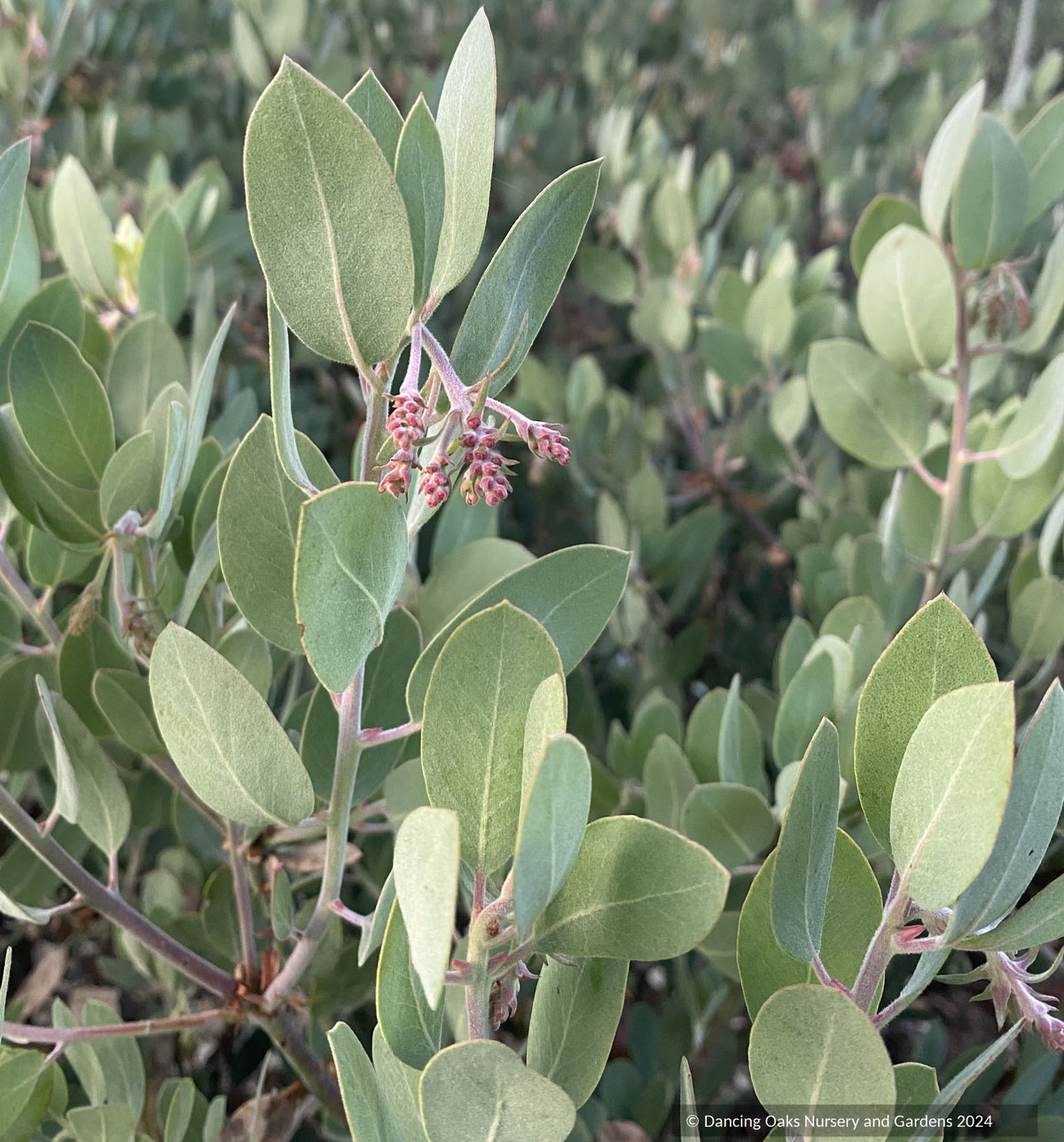 Arctostaphylos columbiana 'Strawberry Pearls' M25C, Manzanita