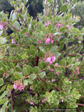 Shrubs ~ Arctostaphylos edmundsii ‘Big Sur’, Little Sur Manzanita ~ Dancing Oaks Nursery and Gardens ~ Retail Nursery ~ Mail Order Nursery