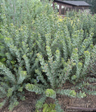 Shrubs ~ Arctostaphylos auriculata 'Knobcone Point', Mt. Diablo Manzanita ~ Dancing Oaks Nursery and Gardens ~ Retail Nursery ~ Mail Order Nursery