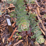 Shrubs ~ Arctostaphylos auriculata 'Knobcone Point', Mt. Diablo Manzanita ~ Dancing Oaks Nursery and Gardens ~ Retail Nursery ~ Mail Order Nursery