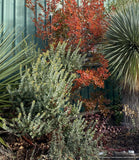 Shrubs ~ Arctostaphylos auriculata 'Knobcone Point', Mt. Diablo Manzanita ~ Dancing Oaks Nursery and Gardens ~ Retail Nursery ~ Mail Order Nursery