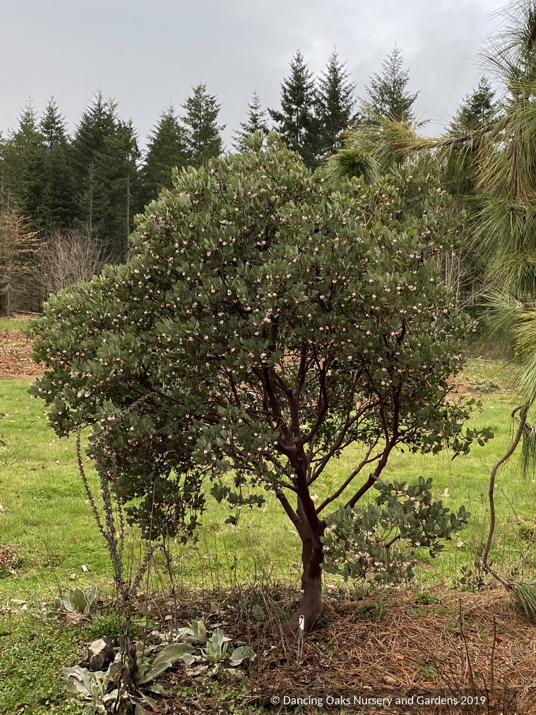 Arctostaphylos columbiana 'Windy Point' (FLN12), Hairy Manzanita