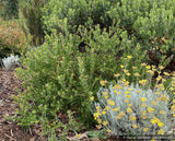 Shrubs ~ Arctostaphylos edmundsii ‘Big Sur’, Little Sur Manzanita ~ Dancing Oaks Nursery and Gardens ~ Retail Nursery ~ Mail Order Nursery
