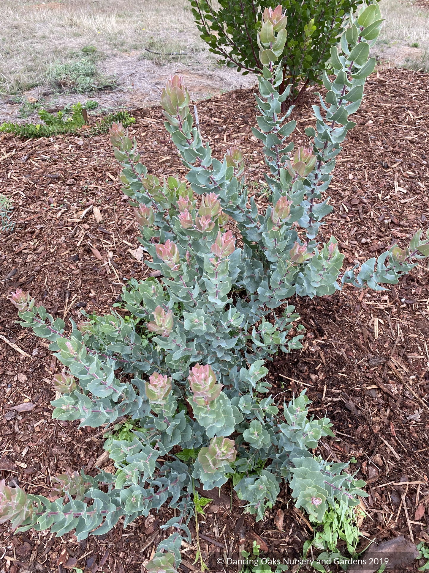 Shrubs ~ Arctostaphylos gabilanensis, Manzanita~ Dancing Oaks Nursery and Gardens ~ Retail Nursery ~ Mail Order Nursery