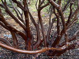 Shrubs ~ Arctostaphylos glandulosa ssp. glandulosa, Manzanita ~ Dancing Oaks Nursery and Gardens ~ Retail Nursery ~ Mail Order Nursery