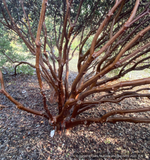 Shrubs ~ Arctostaphylos glandulosa ssp. glandulosa, Manzanita ~ Dancing Oaks Nursery and Gardens ~ Retail Nursery ~ Mail Order Nursery
