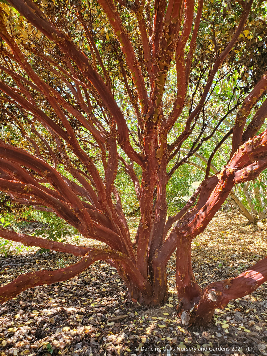 Shrubs ~ Arctostaphylos glandulosa ssp. glandulosa, Manzanita ~ Dancing Oaks Nursery and Gardens ~ Retail Nursery ~ Mail Order Nursery