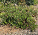 Shrubs ~ Arctostaphylos glandulosa ssp. zacaensis RSABG 19829, San Marcos manzanita ~ Dancing Oaks Nursery and Gardens ~ Retail Nursery ~ Mail Order Nursery