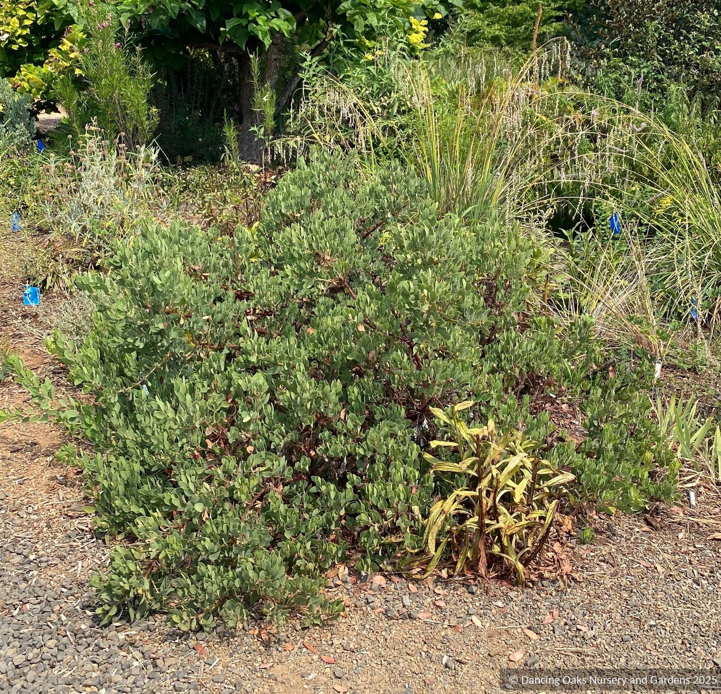 Shrubs ~ Arctostaphylos glandulosa ssp. zacaensis RSABG 19829, San Marcos manzanita ~ Dancing Oaks Nursery and Gardens ~ Retail Nursery ~ Mail Order Nursery