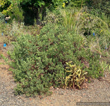 Shrubs ~ Arctostaphylos glandulosa ssp. zacaensis RSABG 19829, San Marcos manzanita ~ Dancing Oaks Nursery and Gardens ~ Retail Nursery ~ Mail Order Nursery