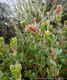 Shrubs ~ Arctostaphylos glauca 'Canyon Blush', Big Berry Manzanita ~ Dancing Oaks Nursery and Gardens ~ Retail Nursery ~ Mail Order Nursery