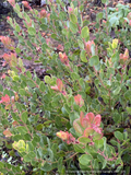 Shrubs ~ Arctostaphylos glauca 'Canyon Blush', Big Berry Manzanita ~ Dancing Oaks Nursery and Gardens ~ Retail Nursery ~ Mail Order Nursery