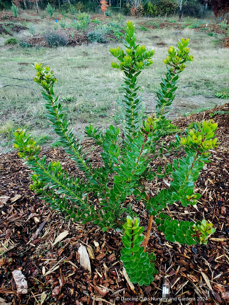 Brasil Cephalomanes ' その他観葉植物 sp. Manacapuru,