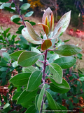 Shrubs ~ Arctostaphylos manzanita 'Garrison Canyon' Common Manzanita ~ Dancing Oaks Nursery and Gardens ~ Retail Nursery ~ Mail Order Nursery