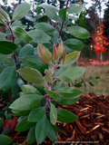 Shrubs ~ Arctostaphylos manzanita 'Garrison Canyon' Common Manzanita ~ Dancing Oaks Nursery and Gardens ~ Retail Nursery ~ Mail Order Nursery