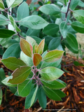 Shrubs ~ Arctostaphylos manzanita 'Garrison Canyon' Common Manzanita ~ Dancing Oaks Nursery and Gardens ~ Retail Nursery ~ Mail Order Nursery