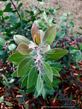Arctostaphylos manzanita 'Garrison Canyon', Common Manzanita