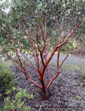Shrubs ~ Arctostaphylos manzanita 'Upstanding', Common Manzanita ~ Dancing Oaks Nursery and Gardens ~ Retail Nursery ~ Mail Order Nursery