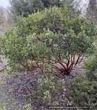 Shrubs ~ Arctostaphylos manzanita 'Upstanding', Common Manzanita ~ Dancing Oaks Nursery and Gardens ~ Retail Nursery ~ Mail Order Nursery