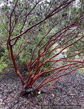 Shrubs ~ Arctostaphylos manzanita 'Upstanding', Common Manzanita ~ Dancing Oaks Nursery and Gardens ~ Retail Nursery ~ Mail Order Nursery