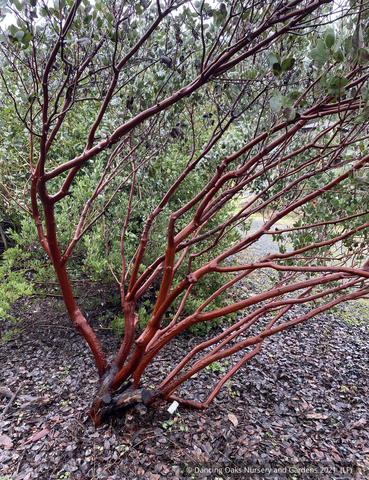 Shrubs ~ Arctostaphylos manzanita 'Upstanding', Common Manzanita ~ Dancing Oaks Nursery and Gardens ~ Retail Nursery ~ Mail Order Nursery